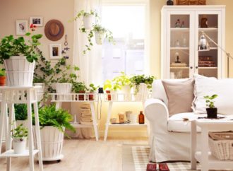 Las mejores plantas para tu hogar